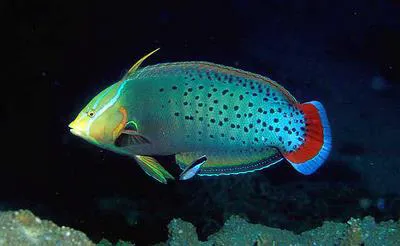 Queen coris (Coris formosa)