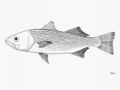 Queen croaker (Seriphus politus)