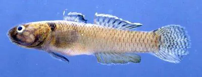 Queen of Siam goby (Mugilogobius rambaiae)
