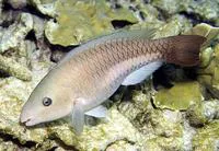 Queen parrotfish (Scarus vetula)