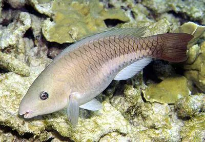 Queen parrotfish (Scarus vetula)
