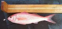 Queen snapper (Etelis oculatus)