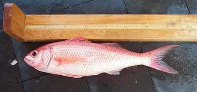 Queen snapper (Etelis oculatus)