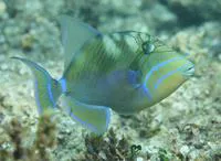 Queen triggerfish (Balistes vetula)