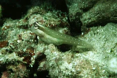 Queensland blenny (Ecsenius mandibularis)