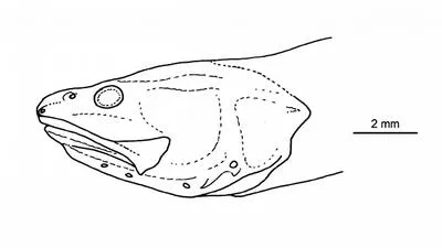 Queensland cusk (Microbrotula queenslandica)