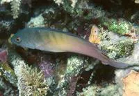 Queensland dottyback (Ogilbyina queenslandiae)