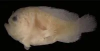 Queensland frogfish (Histiophryne maggiewalker)