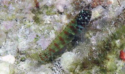 Queensland pygmy goby (Eviota queenslandica)