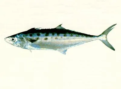 Queensland school mackerel (Scomberomorus queenslandicus)