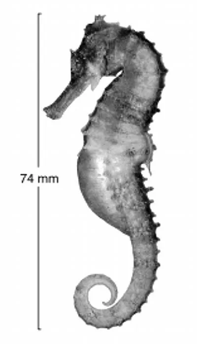 Queensland seahorse (Hippocampus queenslandicus)