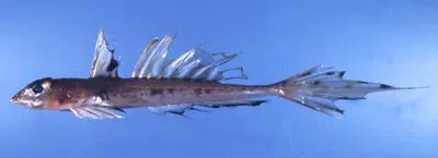 Queensland stinkfish (Callionymus moretonensis)