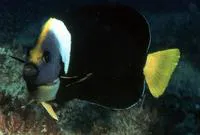Queensland yellowtail angelfish (Chaetodontoplus meredithi)