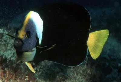 Queensland yellowtail angelfish (Chaetodontoplus meredithi)