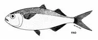 Querimana silverside (Melanorhinus microps)