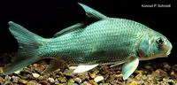 Quillback (Carpiodes cyprinus)