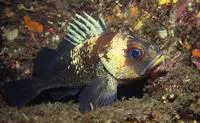 Quillback rockfish (Sebastes maliger)