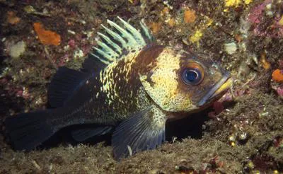 Quillback rockfish (Sebastes maliger)