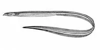 Quillfish (Ptilichthys goodei)