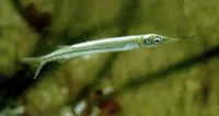 Quoy's garfish (Hyporhamphus quoyi)