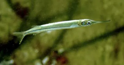 Quoy's garfish (Hyporhamphus quoyi)