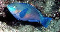 Quoy's parrotfish (Scarus quoyi)