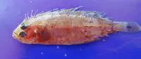R?ppell's scaldback (Arnoglossus rueppelii)