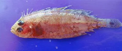 R?ppell's scaldback (Arnoglossus rueppelii)