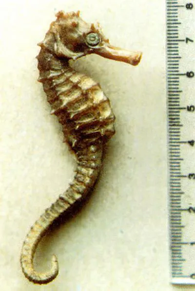 R?union seahorse (Hippocampus borboniensis)