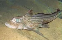 Rabbit fish (Chimaera monstrosa)