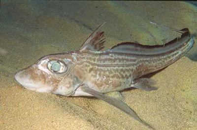 Rabbit fish (Chimaera monstrosa)