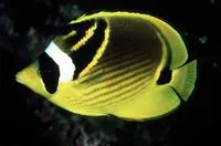 Raccoon butterflyfish (Chaetodon lunula)