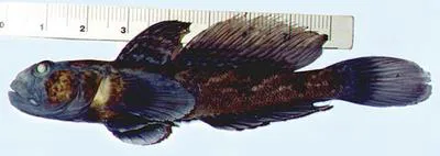 Racer goby (Babka gymnotrachelus)