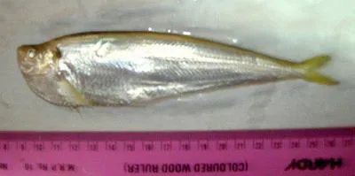 Raconda (Raconda russeliana)