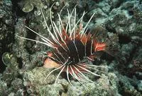 Radial firefish (Pterois radiata)