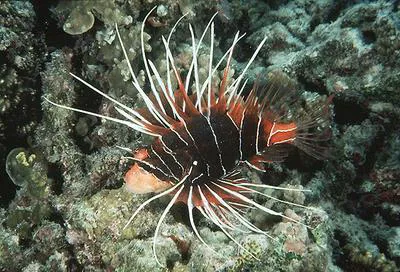 Radial firefish (Pterois radiata)