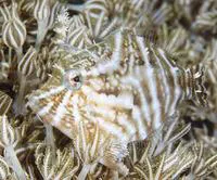 Radial leatherjacket (Acreichthys radiatus)