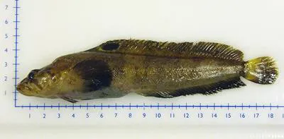 Radiated shanny (Ulvaria subbifurcata)