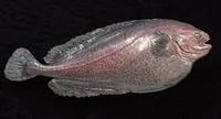 Ragfish (Icosteus aenigmaticus)