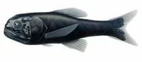 Ragged bigscale (Scopelogadus mizolepis mizolepis)