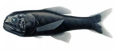 Ragged bigscale (Scopelogadus mizolepis mizolepis)