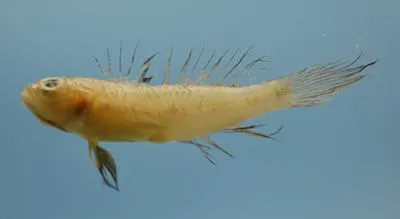 Ragged goby (Bollmannia communis)