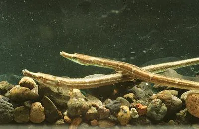 Ragged-tail pipefish (Microphis retzii)