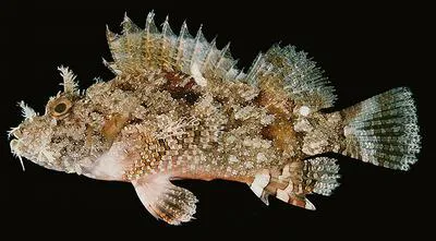 Raggy scorpionfish (Scorpaenopsis venosa)