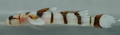 Rail goby (Chriolepis cuneata)