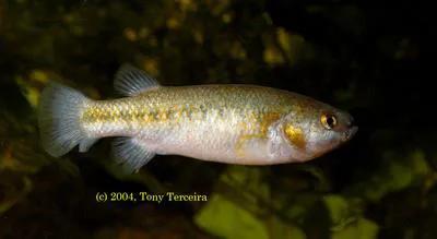 Railroad Valley springfish (Crenichthys nevadae)