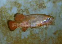 Rainbow characodon (Characodon lateralis)