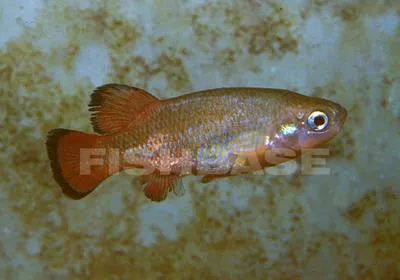 Rainbow characodon (Characodon lateralis)