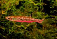Rainbow copella (Copella vilmae)