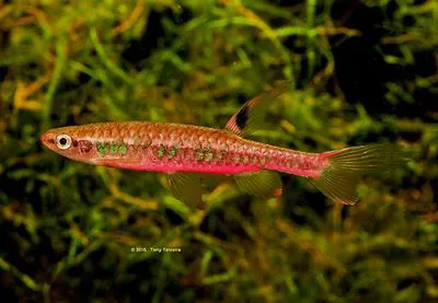 Rainbow copella (Copella vilmae)